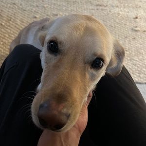 Meet your Posher, Quinn